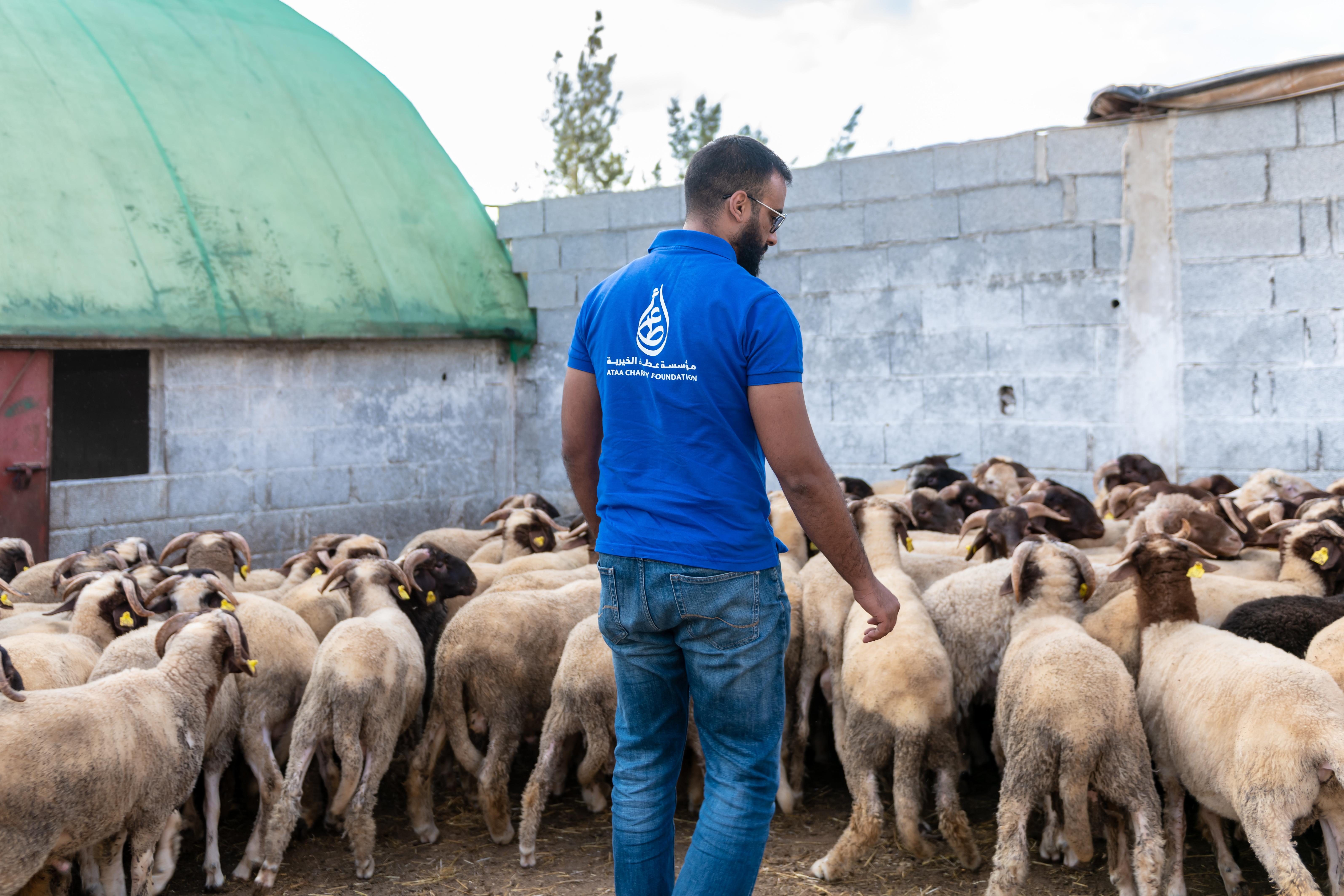 أضحية عطاء النسخة 13  2026/1447
